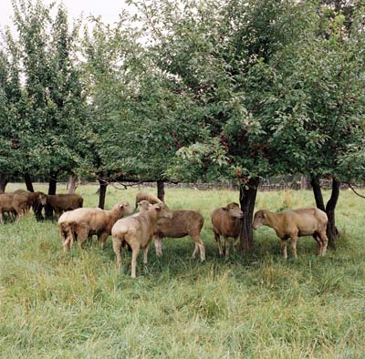 A flock of 24 Dorset sheep keep Diana company.